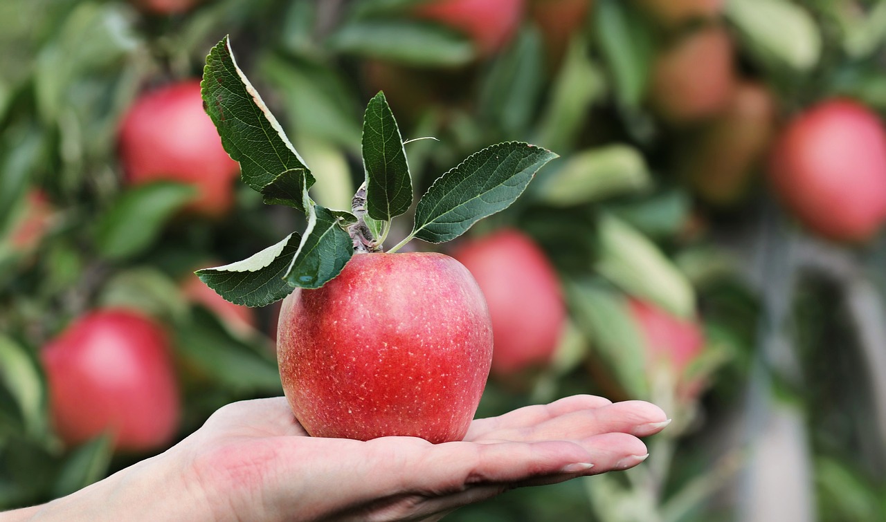 Stačí jedno jablko denne a už nikdy nebudete musieť navštíviť lekára – je to naozaj tak?