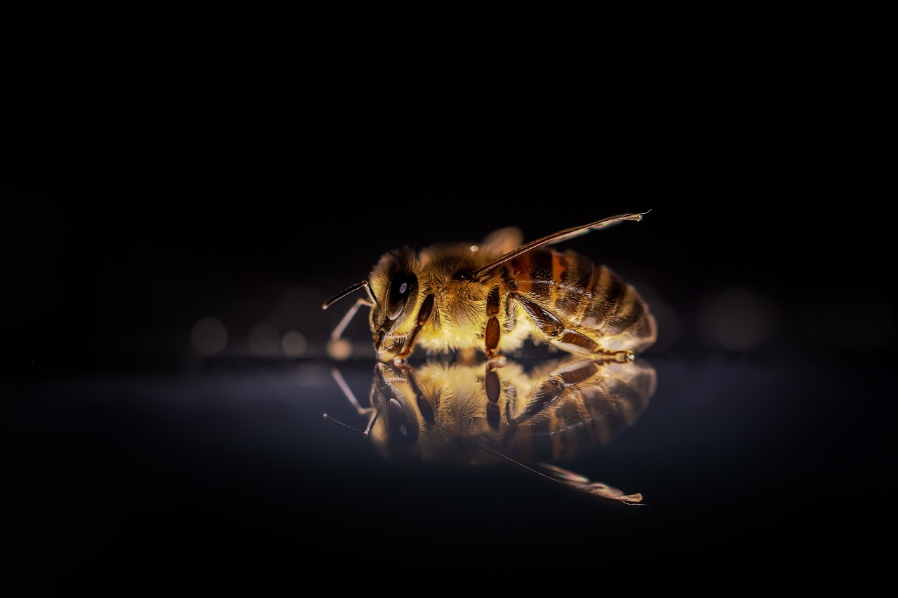 Vedci vysvetľujú, prečo včely nemôžu lietať nad zrkadlom