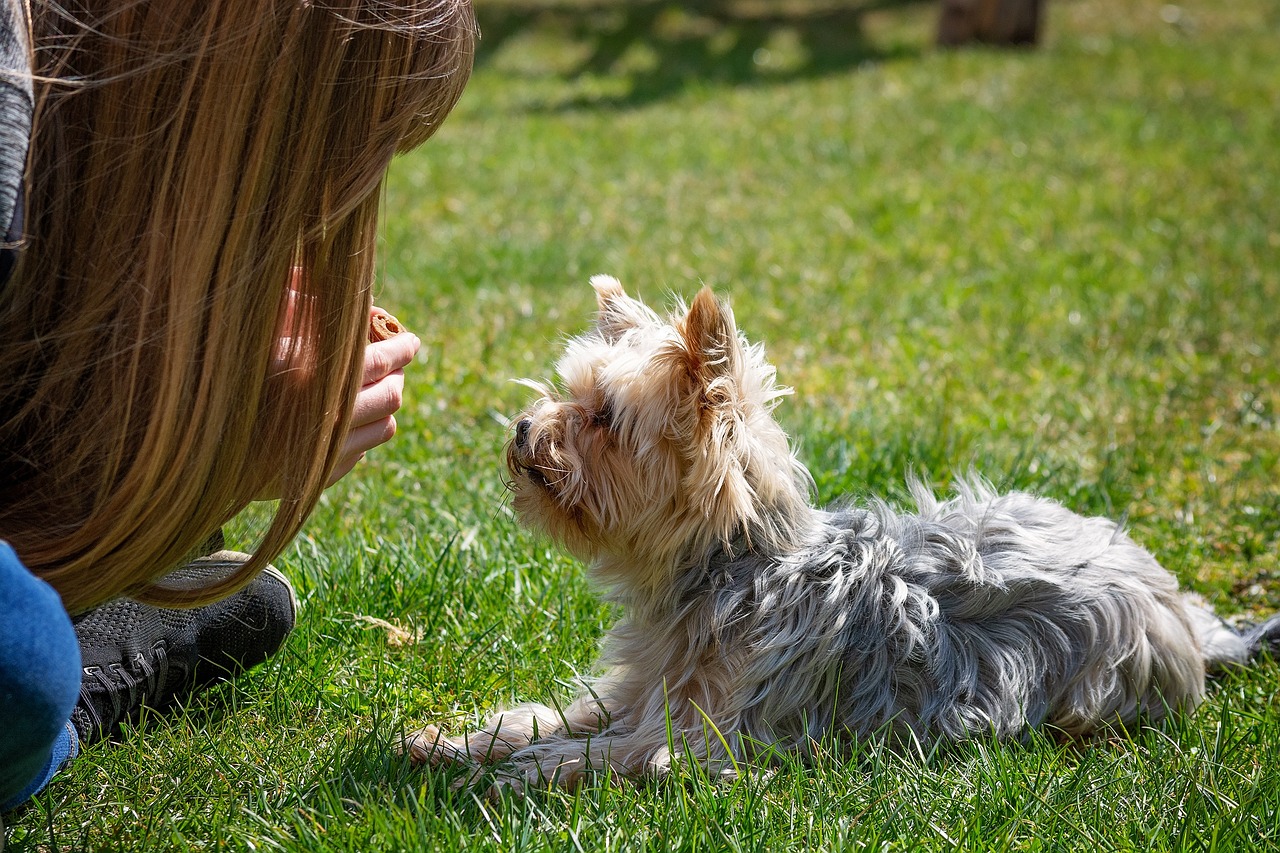Komunikácia medzi psami: Americká žena to dokázala. Jej videá sú hitom internetu