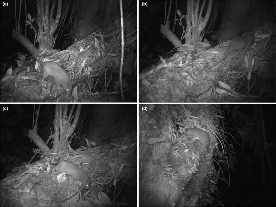 Obrovský potkan, ktorý dokáže rozbiť kokosové orechy, bol prvýkrát odfotografovaný na Šalamúnových ostrovoch