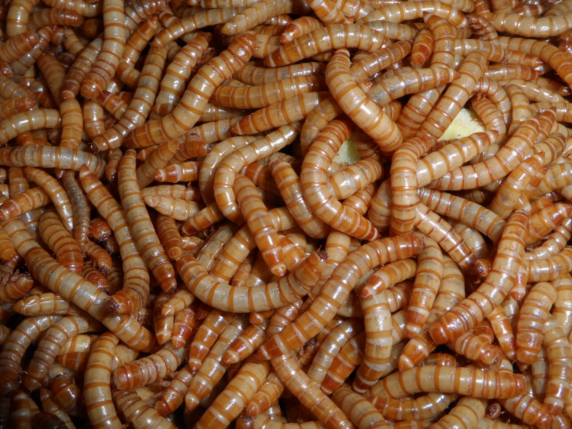 Múčny červ je povolenou potravinou v celej Európskej únii. Nahradí napríklad kuracie mäso?