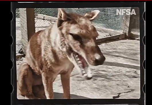 Posledný Vakovlk tasmánsky vo Videu